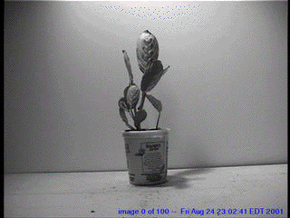 htaap_animation.gif image by freshmastashake